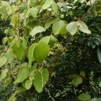 Dioscorea tomentosa J.Koenig ex Spreng.